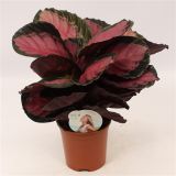 KALATEJA CRIMSON L14