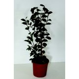 SEZONSKA RASTLINA KAMELJA L21