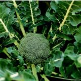 KAPUSNICE BROKOLI 9 KOS LUCKY