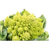 KAPUSNICE CVETAČA L10 CM