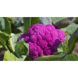 KAPUSNICE CVETAČA L8