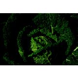 KAPUSNICE OHROVT 9 KOS FAMOSA