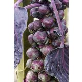 KAPUSNICE OHROVT L8 BRSTIČNI-GLAVNATI-LISTNI