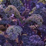 KAPUSNICE OHROVT L8 BRSTIČNI-GLAVNATI-LISTNI