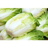 KAPUSNICE ZELJE KITAJSKO 6 KOS