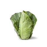 KAPUSNICE ZELJE KONIČASTO L10 CM