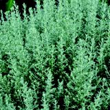 KARIJ VOLMARY PRITLIKAVI CURRY L12