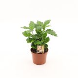 KAVA COFFEA ARABICA L12 CM