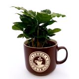 KAVA COFFEA ARABICA V OKRASNEM LONČKU L12 CM