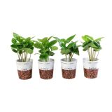 KAVA COFFEA ARABICA V OKRASNEM LONČKU L6 CM