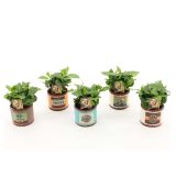 KAVA COFFEA ARABICA V OKRASNEM LONČKU L9 CM