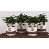 KAVA V OKR. LONCU L12