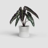 KERAMIČNI NOTRANJI LONEC ARTEVASI DIANA 11 CM BEL