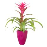 KERAMIČNI NOTRANJI LONEC CARLY 130 ROZA GLOSS 129X166MM ZA ORHIDEJE L12