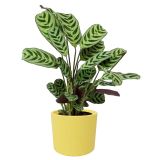 KERAMIČNI NOTRANJI LONEC EVI 150 LIMONA GLOSS 150X131 MM ZA L13 ALI 14