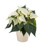 KERAMIČNI NOTRANJI LONEC LINDA 130 SMETANA PEARL 136X118 MM ZA L11 ALI 12