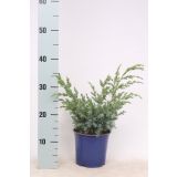 BRIN KITAJSKI BLUE ALPS L15