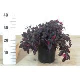 MEDITERANSKE RASTLINE KITAJSKI LOROPETALUM BLACK PEARL L19