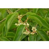 KIVI ACTINIDIA CORNELLI L11X11