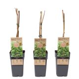 KIVI ATLAS MOŠKA RASTLINA L 2L