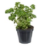 PETERŠILJ KODROLISTNI L14