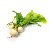 KORENOVKE REPA 6 KOS