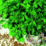 KORIANDER VOLMARY KORIANDER CARIBE L12