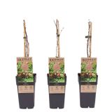 KOSMULJA CAPTIVATOR L2 L