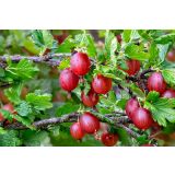 KOSMULJA HINNONMAKI ROT L11