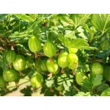 KOSMULJA WHITE SMITH L11