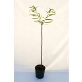 LISTAVEC PRAVI KOSTANJ 'MARRONE DI MARRADI' L24