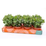 KRASULA CRASSULA PETIT WAVE L12 CM