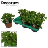 KRASULA GOLLUM L10.5