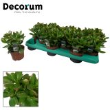 KRASULA GOLLUM L10.5