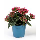 KRASULA KRASULA SCHMIDTII L6