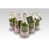 KRASULA MIX V OKR. LONCU L8.5