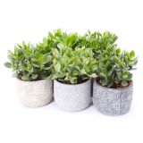 KRASULA V OKRASNEM LON. TOLEDO L14 CM