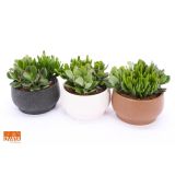 SUKULENT V OKRASNI POSODI CHENNAI L15 CM