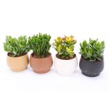 SUKULENT V OKRASNI POSODI DELHI L14 CM