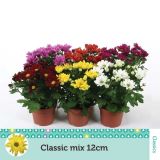 KRIZANTEMA CHRYSANTHEMUM CLASSIC MIX L12