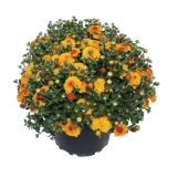 KRIZANTEMA MNOGOCVETNA L20