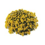 KRIZANTEMA CHRYSANTHEMUM MULTIFLORUM L25