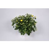 KRIZANTEMA KRIZANTEMA L12