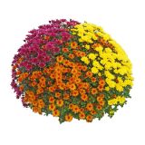 KRIZANTEMA MNOGOCVETNA TRIX SKLEDA L27