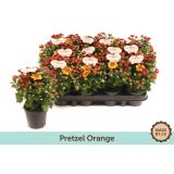 CVETOČA SOBNA RASTLINA KRIZANTEMA MUMS ORANGE L9