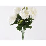 SVILENO CVETJE DAR KRIZANTEMA ŠOPEK X10 KREM Z EVKALIPTUSOM