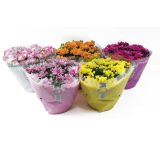 KRIZANTEMA V SKLEDI L23 CM