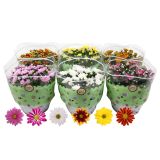 KRIZANTEMA V SKLEDI L23 CM