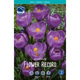 KROKUS FLOWER RECORD