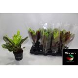 KROTON EXCELLENT L13